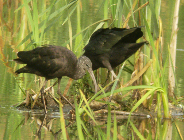 Ibis falcinelle (Plegadis falcinellus) &copy; Pierre Cabard